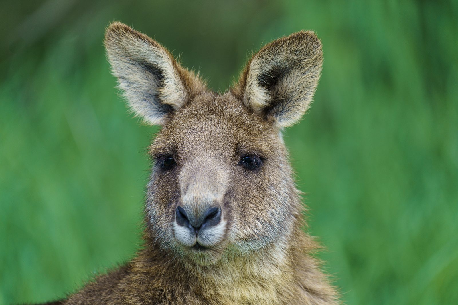 a kangaroo faces the camera head-on, ears wide and pale-rimmed, against a bright green grass background