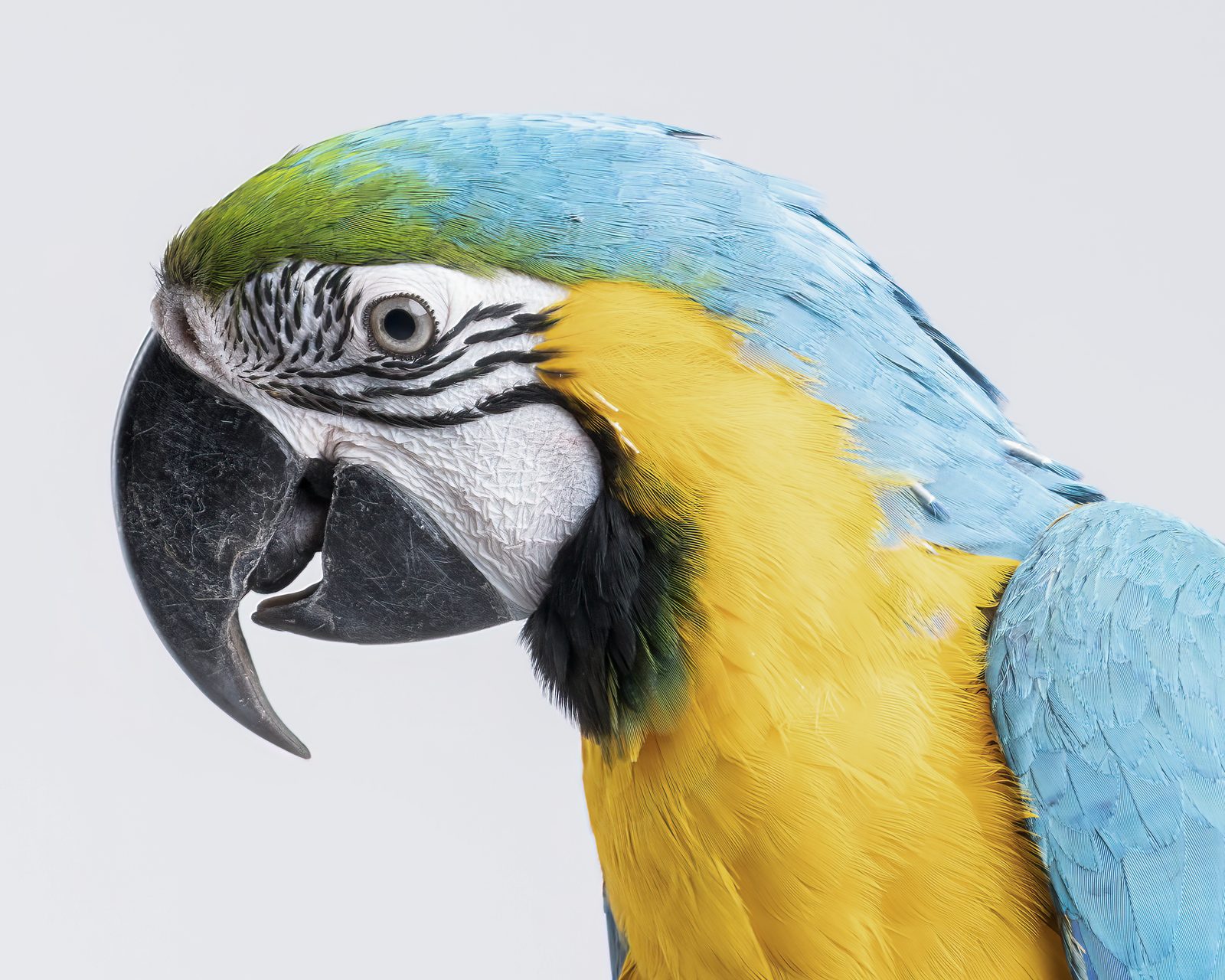 a blue and gold macaw's head in close profile, striped white face and heavy grey bill against a plain white background