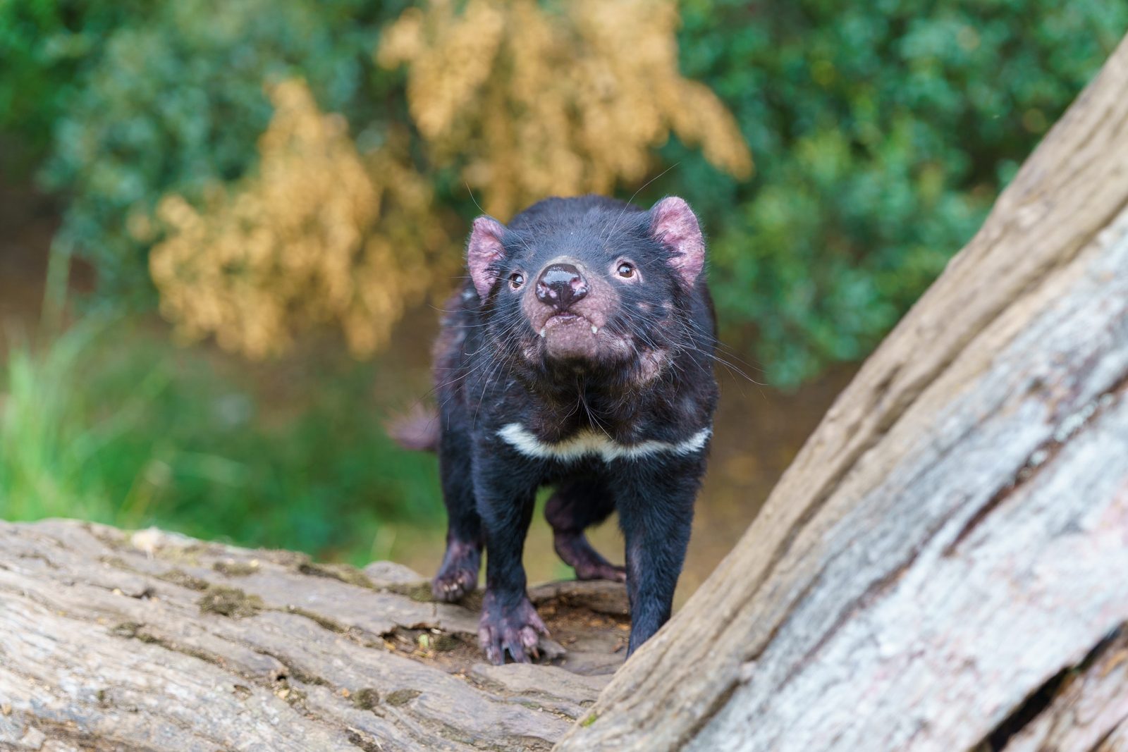 a Tasmanian devil balanced on a weathered log, sunlit ears glowing pink, eyes fixed on the camera