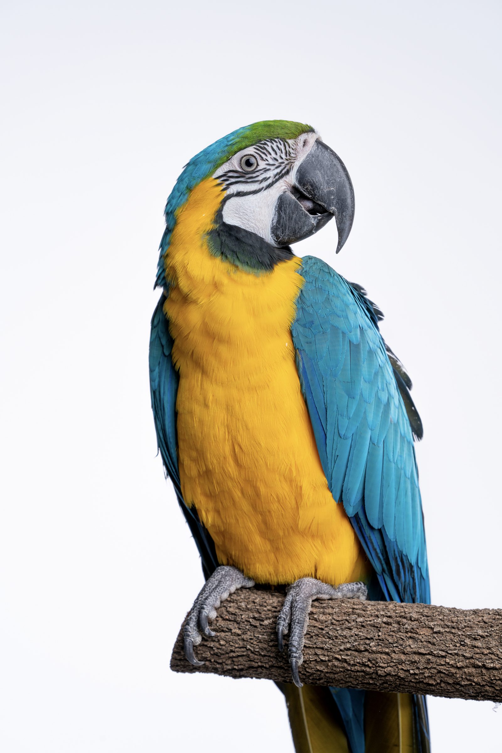 a blue and gold macaw perched on a bare branch against plain white, yellow breast and blue wing turned to camera