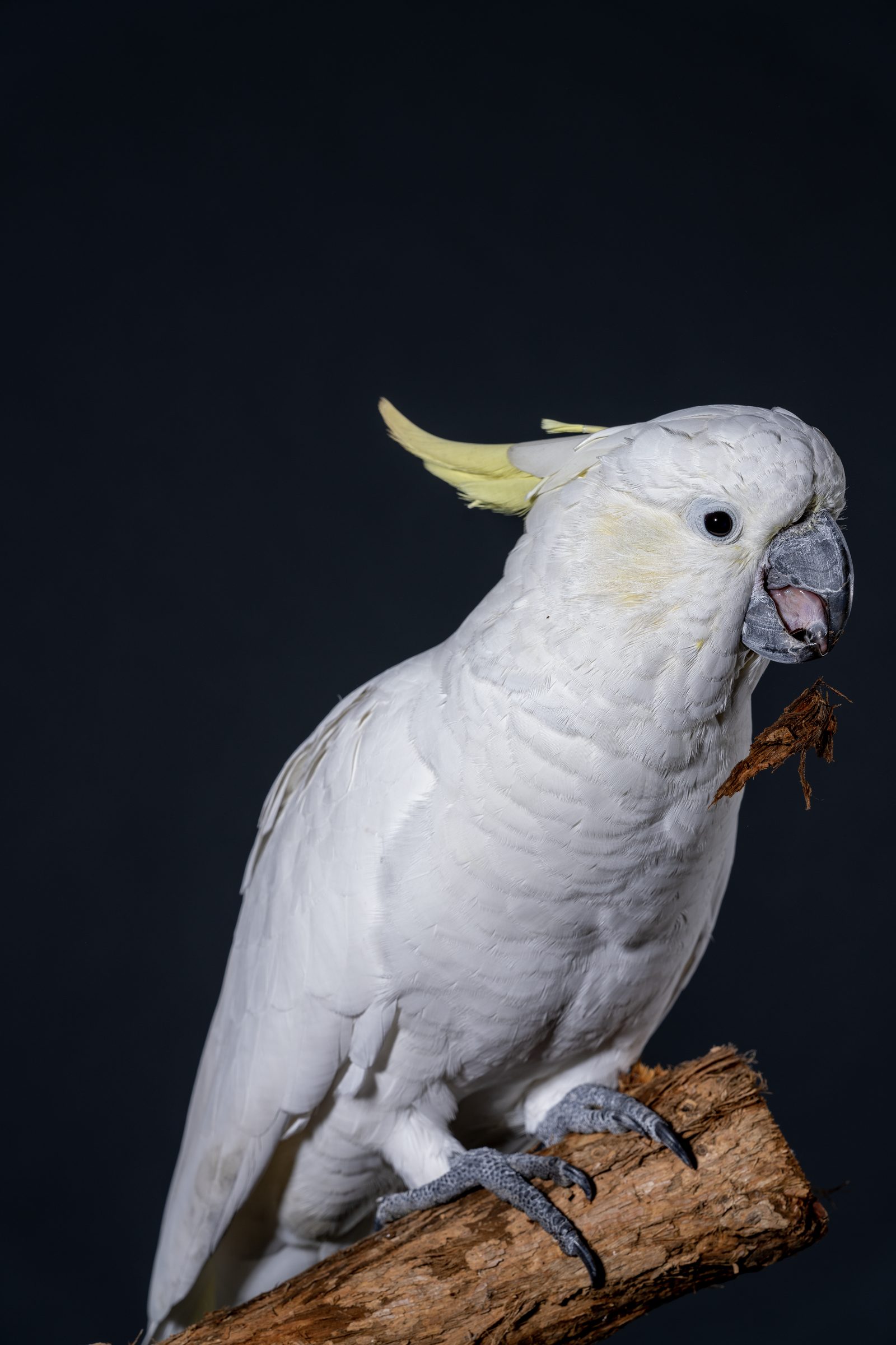 a sulphur-crested cockatoo on a branch against a near-black background, yellow crest part raised and bark in its bill