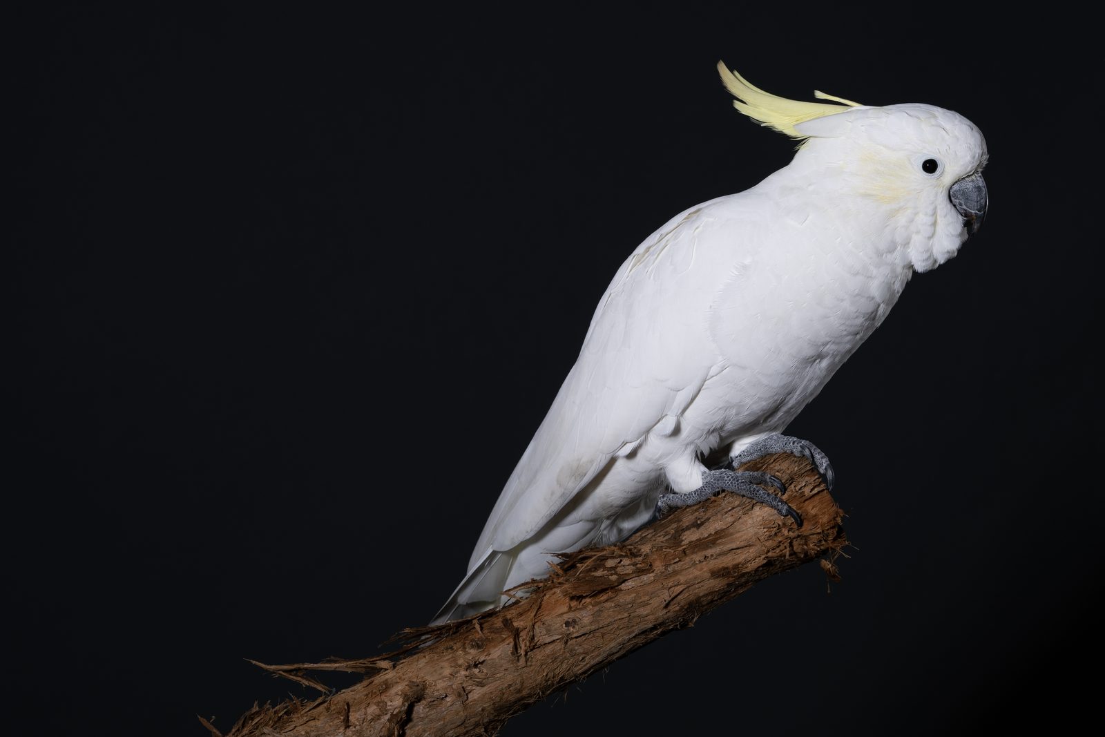 a sulphur-crested cockatoo side-on against black, yellow crest fully raised, tail angled down the branch