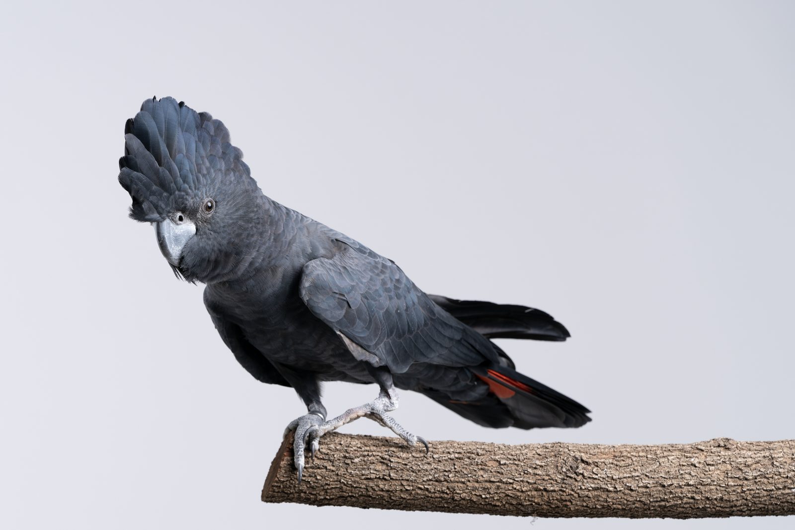 a black cockatoo leans forward on a branch against pale grey, red panels showing in the folded tail