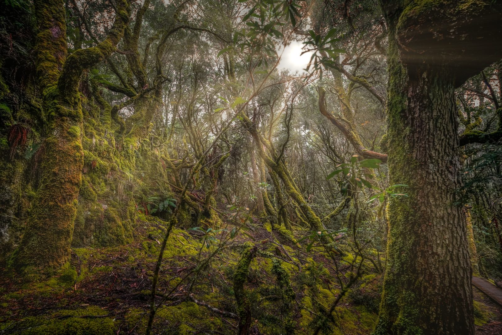 Moss-covered myrtle trunks twist through a dim temperate rainforest, sunlight breaking through the dense canopy above.