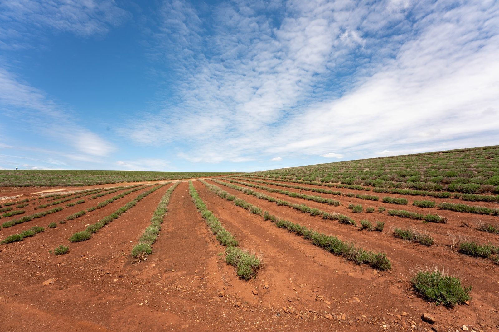 Rows of young lavender plants cross a red-earth field beneath a wide sky streaked with cirrus cloud.