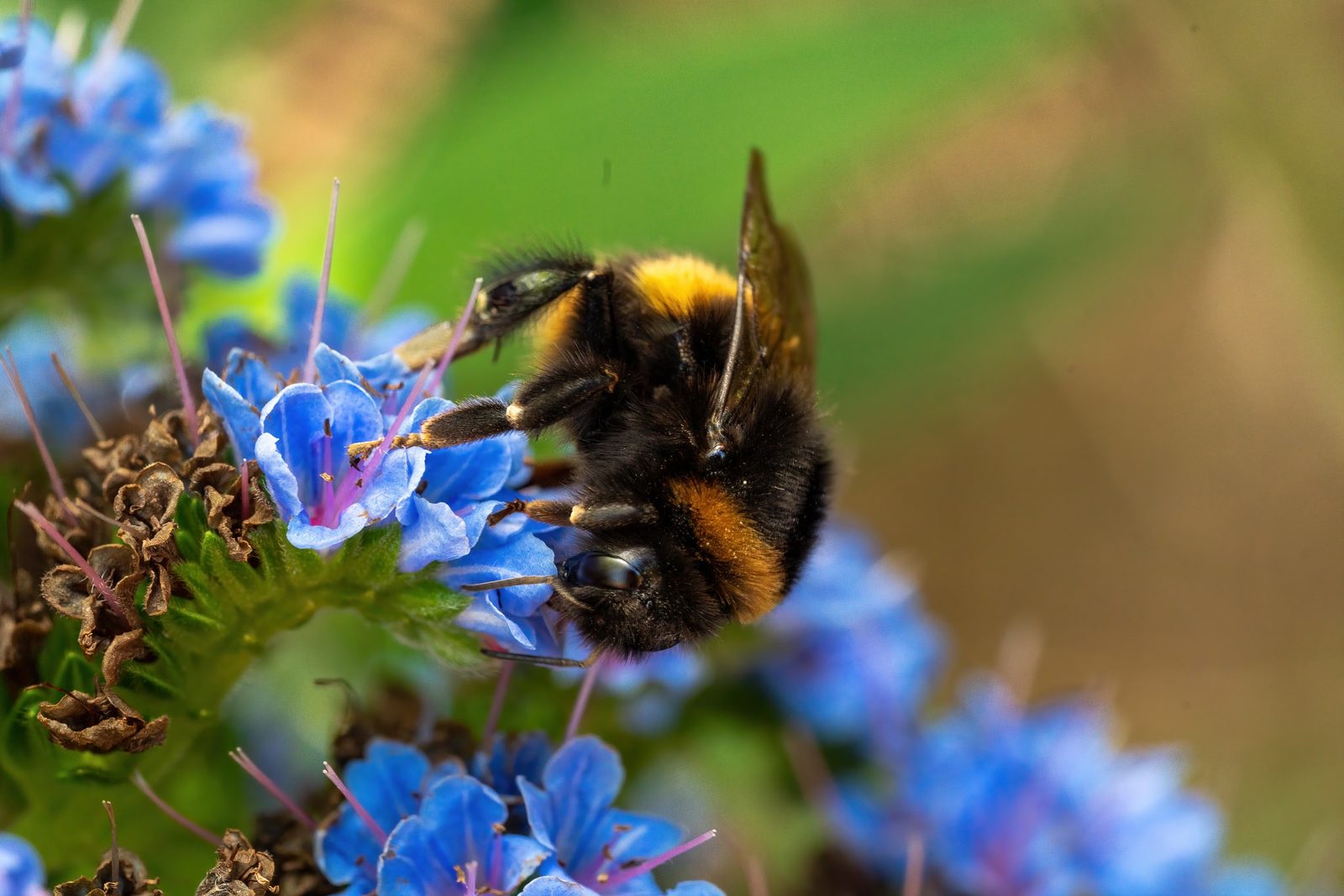 a bumblebee foraging upside down on blue echium blossoms, dusted with pollen in bright midday sun
