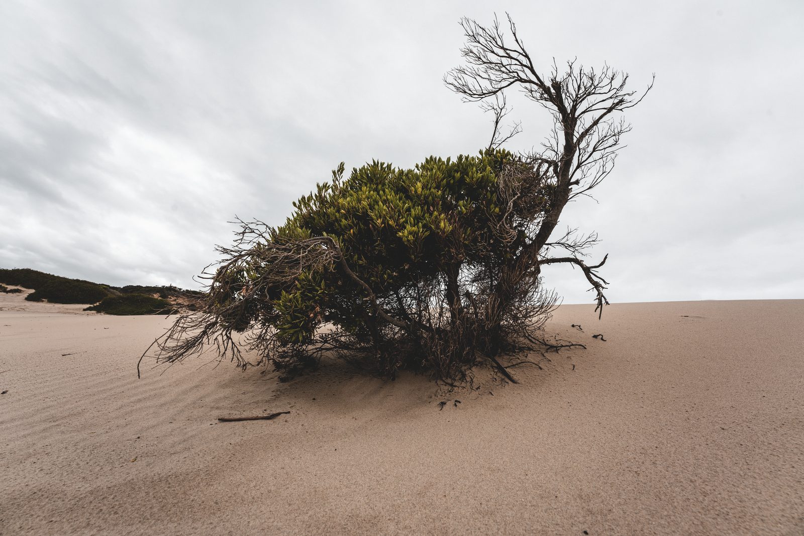 A low wind-shaped shrub stands half-buried in a bare sand dune, dead branches raked back under flat grey cloud.