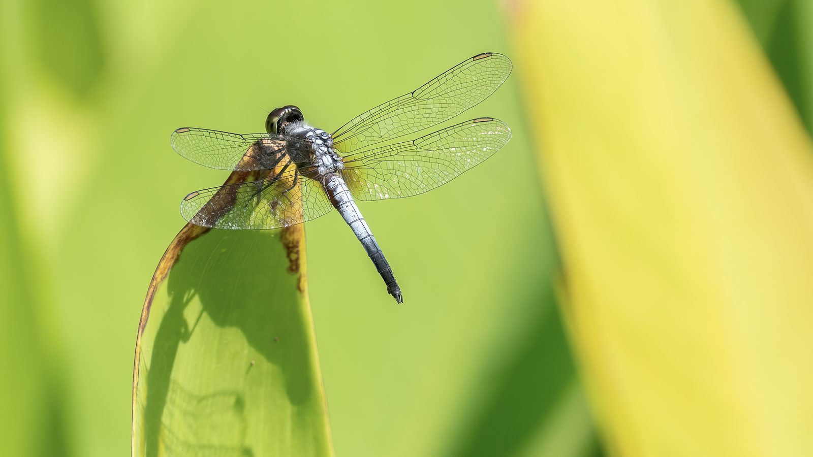 a dragonfly rests on the tip of a green leaf, pale blue abdomen and clear veined wings held wide in bright sun