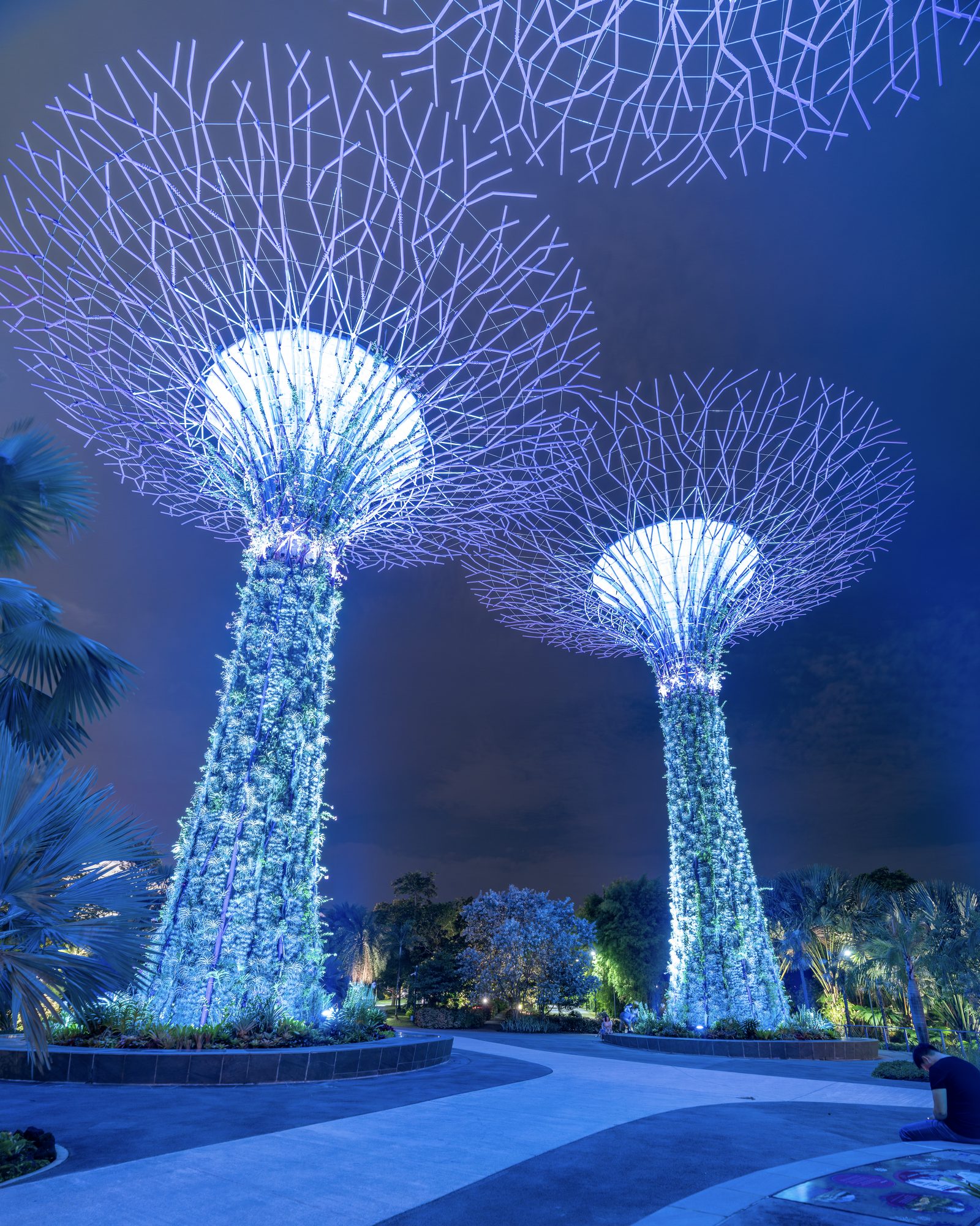 Two steel supertrees planted with ferns rise lit in blue against a night sky, their canopies spreading overhead.