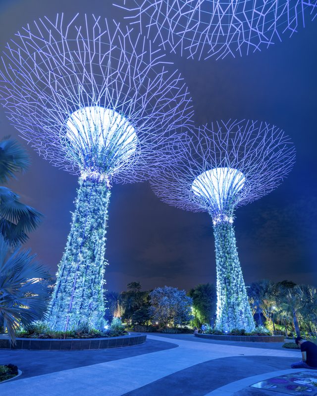 Two steel supertrees planted with ferns rise lit in blue against a night sky, their canopies spreading overhead.