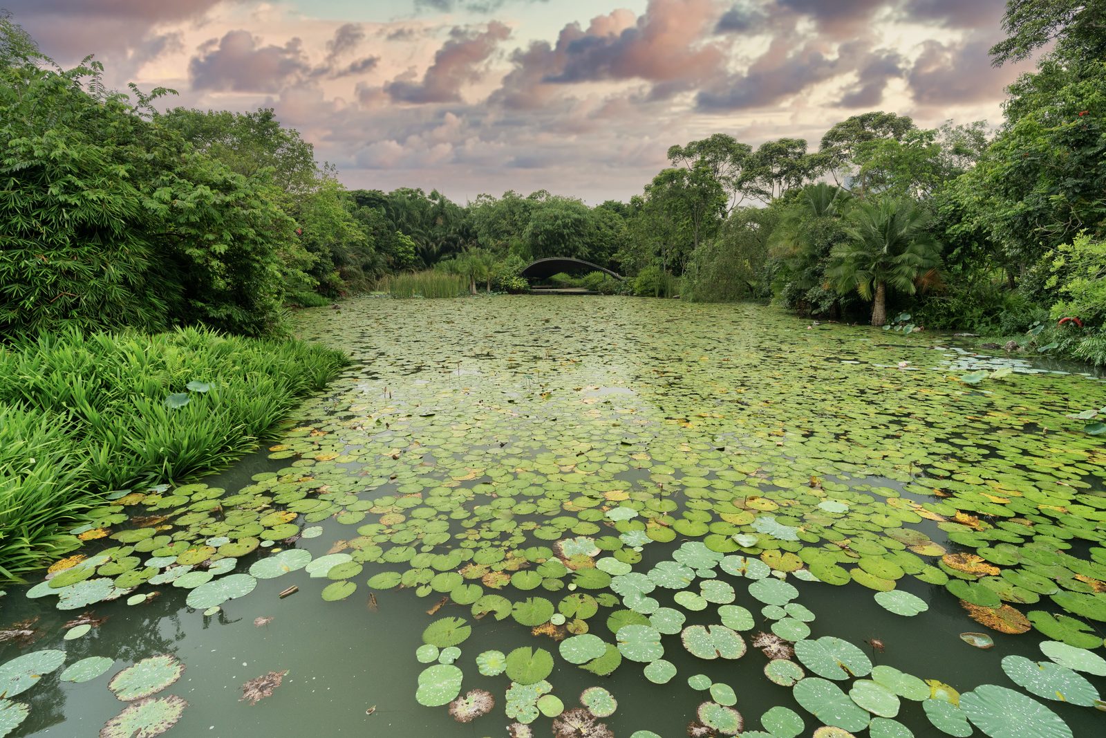 Lily pads cover a still pond to a low arched bridge, pink cloud breaking over the trees at dusk.