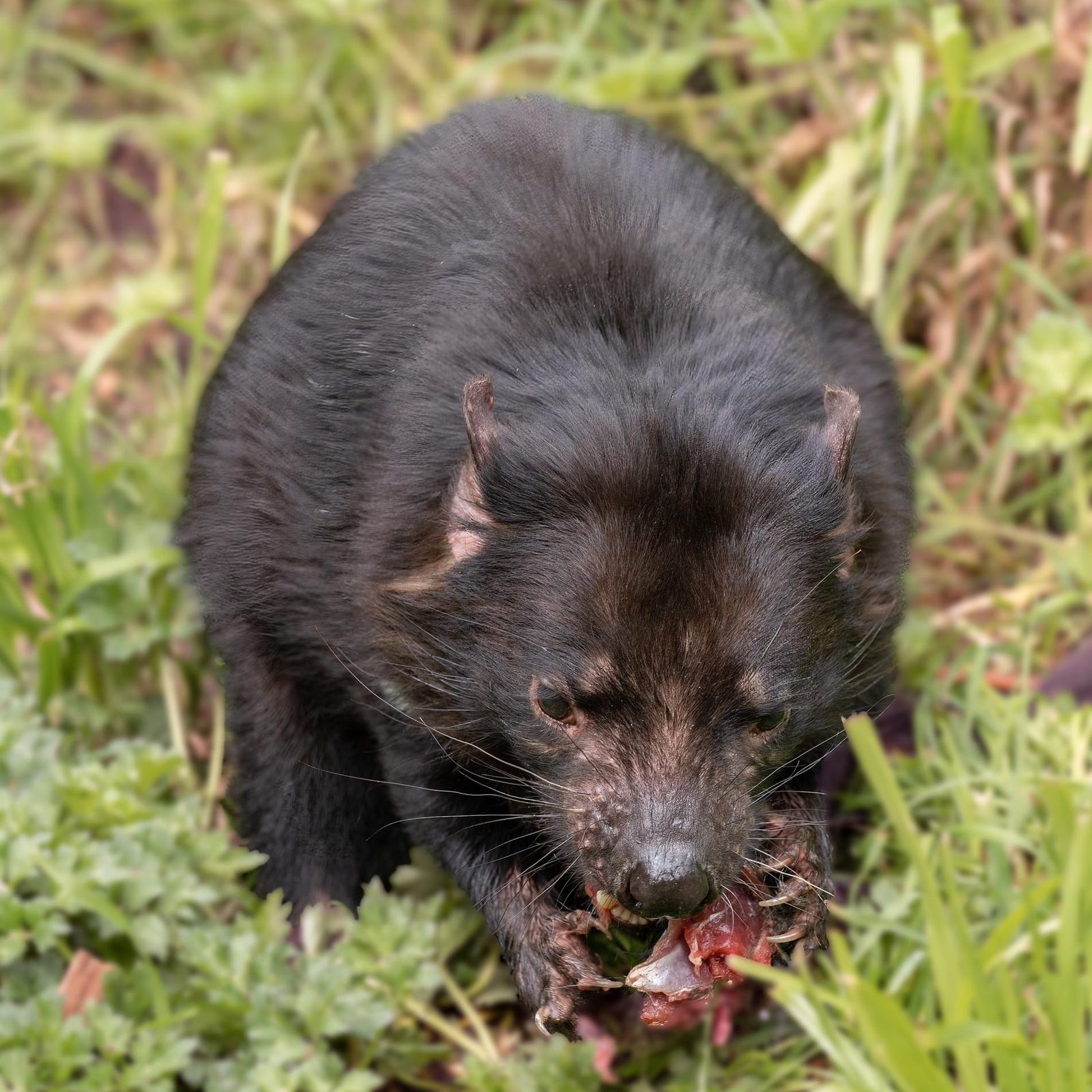 a Tasmanian devil crouched in grass, jaws closed around a piece of carrion, dark eyes fixed forward in daylight