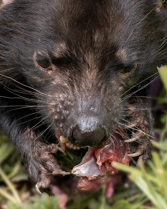 a Tasmanian devil crouched in grass, jaws closed around a piece of carrion, dark eyes fixed forward in daylight